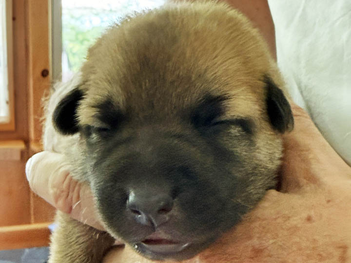 chinook puppy